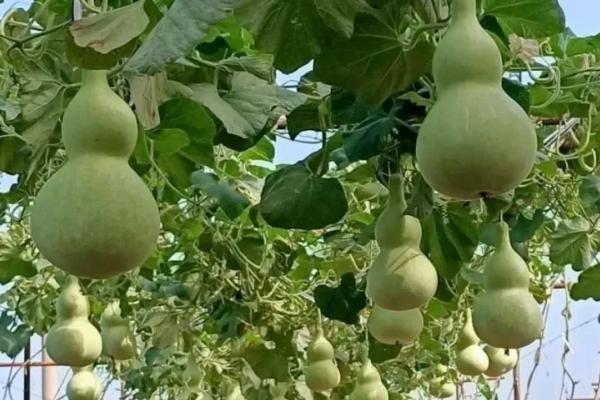 葫芦常见病虫害及其防治，葫芦的生长周期是多少天