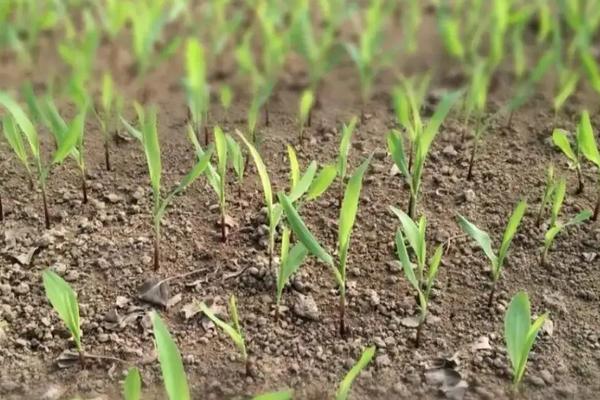 玉米种子泡多长时间，玉米种子怎么种步骤