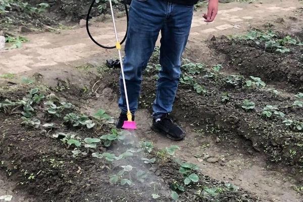 草莓种植适合ph值多少,附种植方法