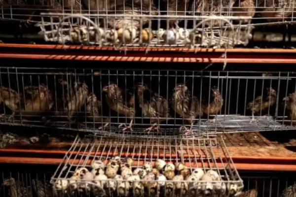 鹌鹑怎么养殖方法，养多久开始产蛋