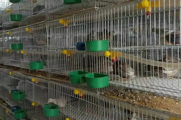 养芦丁鸡臭吗,附养殖方法