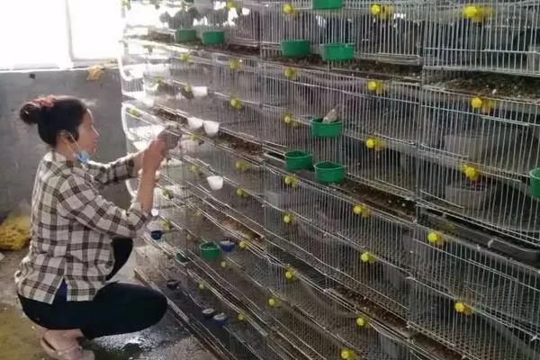 养芦丁鸡臭吗,附养殖方法