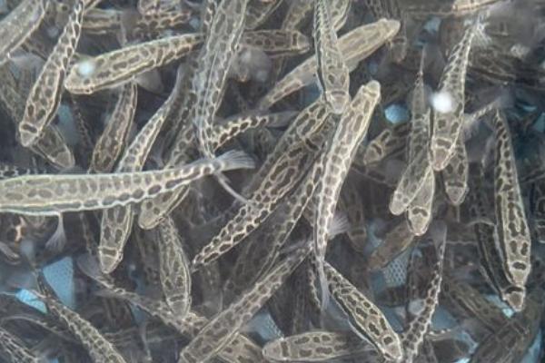 黑鱼苗吃什么,附孵化养殖技术