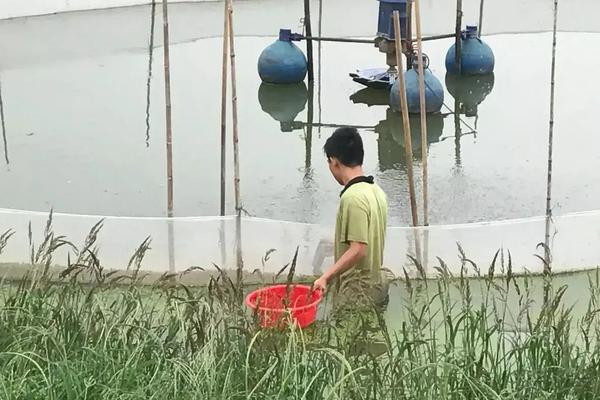 黑鱼苗吃什么,附孵化养殖技术