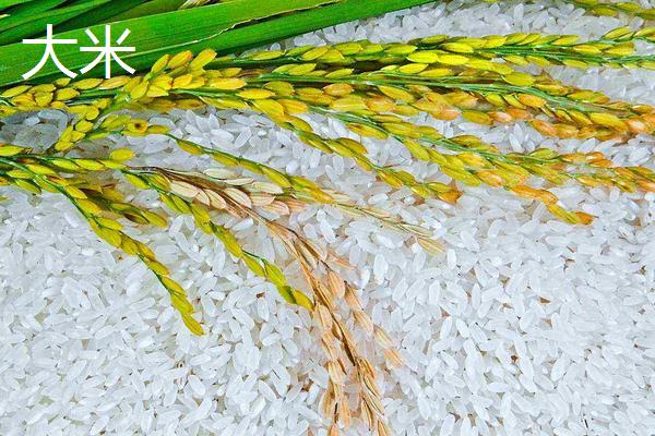 小麦和大米的区别