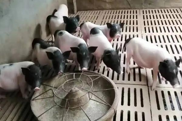 巴马香猪养殖技术,最大能养多少斤?怎么找销路?