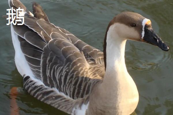 鸭跟鹅的区别,附鸭子的养殖方法