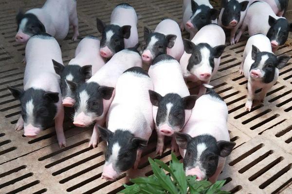 巴马香猪养殖技术,最大能养多少斤?怎么找销路?