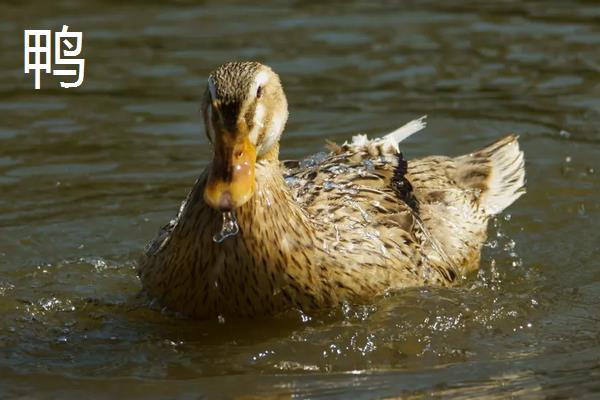 鸭跟鹅的区别,附鸭子的养殖方法