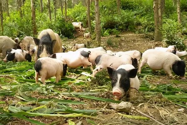 巴马香猪养殖技术,最大能养多少斤?怎么找销路?