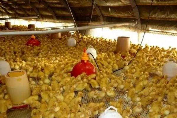 鸭跟鹅的区别,附鸭子的养殖方法