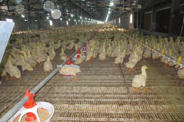 鸭跟鹅的区别,附鸭子的养殖方法