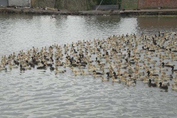 鸭跟鹅的区别,附鸭子的养殖方法