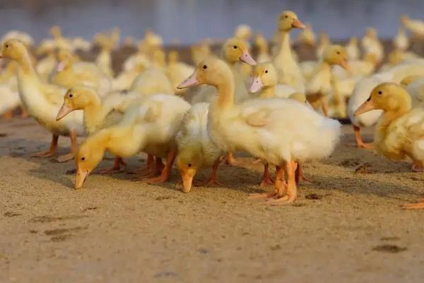 鸭跟鹅的区别,附鸭子的养殖方法