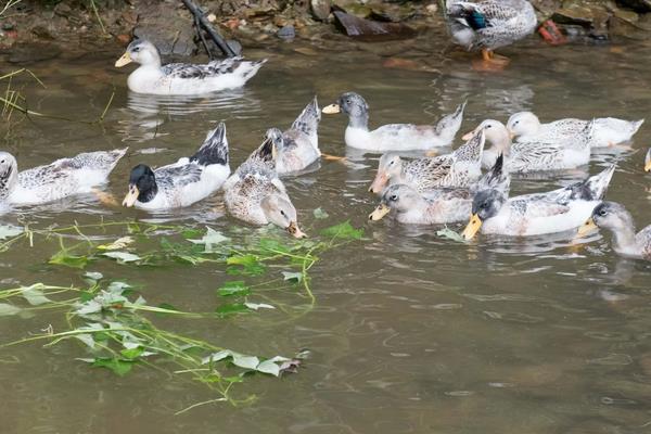 鸭跟鹅的区别,附鸭子的养殖方法