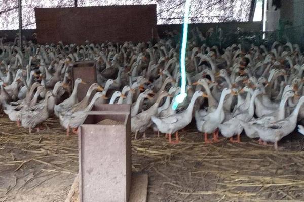 鸭跟鹅的区别,附鸭子的养殖方法