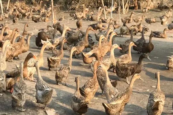 鸭跟鹅的区别,附鸭子的养殖方法