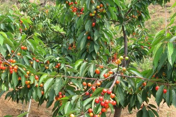 大棚樱桃温度和湿度管理，附种植方法