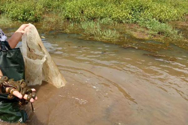 蚂蟥怎么养,被蚂蟥咬了怎么办