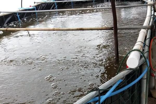 蚂蟥怎么养,被蚂蟥咬了怎么办