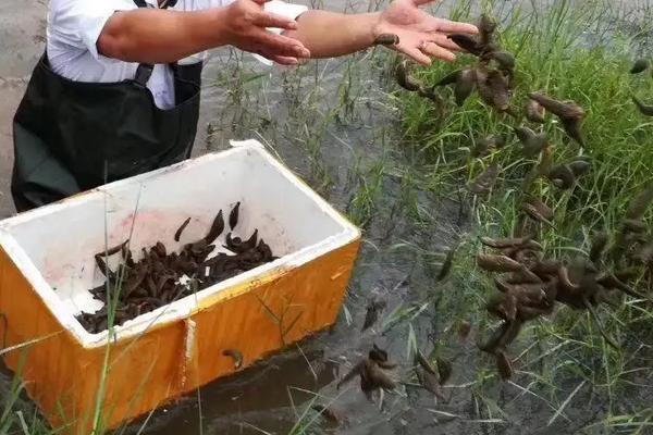 蚂蟥怎么养,被蚂蟥咬了怎么办