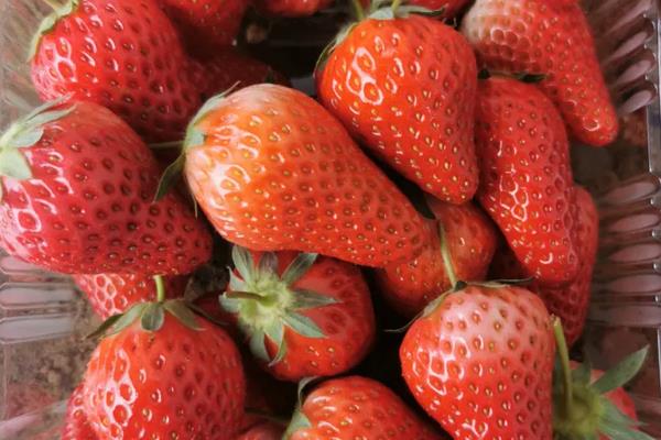 草莓催熟最快方法,附种植方法