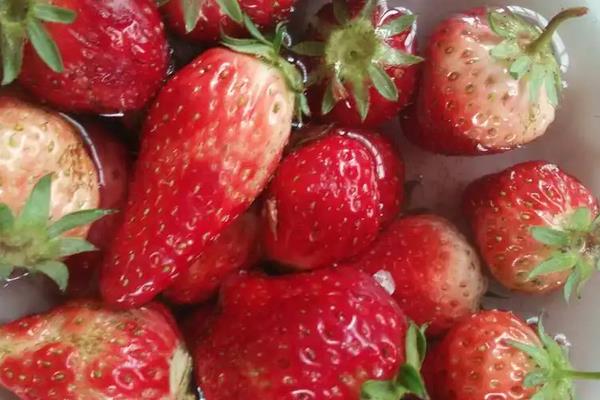 草莓催熟最快方法,附种植方法