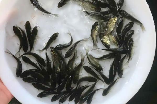 鲫鱼在脏水里能活吗，附养殖方法