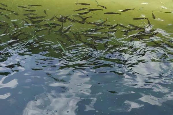 鲫鱼在脏水里能活吗，附养殖方法