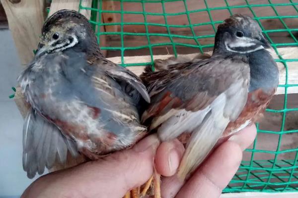 鹌鹑怎么分公母,附养殖方法