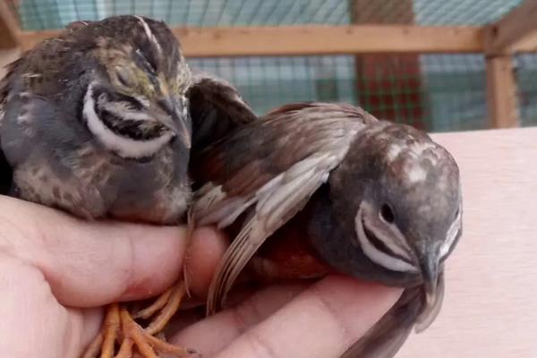 鹌鹑怎么分公母,附养殖方法