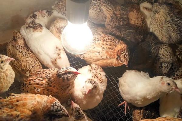 鹌鹑怎么分公母,附养殖方法