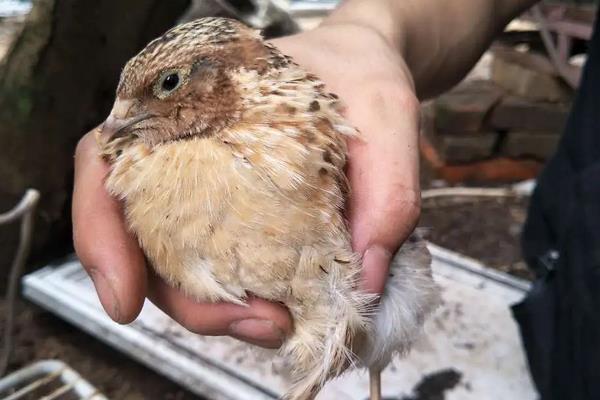 鹌鹑怎么分公母,附养殖方法