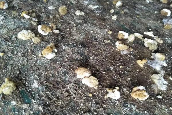 鹌鹑怎么分公母,附养殖方法