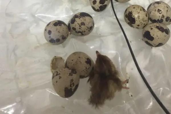 鹌鹑怎么分公母,附养殖方法