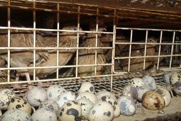 鹌鹑怎么分公母,附养殖方法