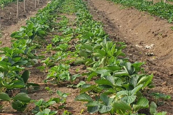 草莓催熟最快方法,附种植方法