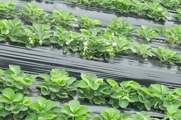 草莓催熟最快方法,附种植方法