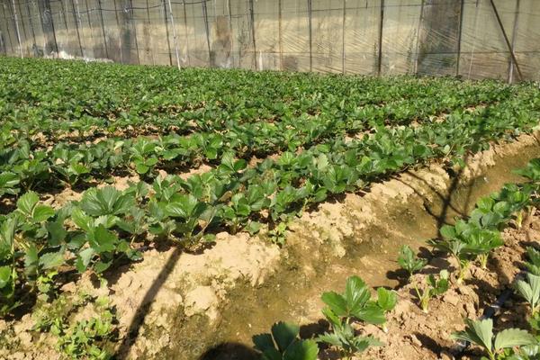 草莓打过老叶后打什么药,附草莓的种植方法