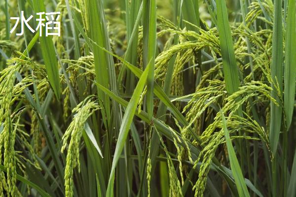 小麦和水稻的区别