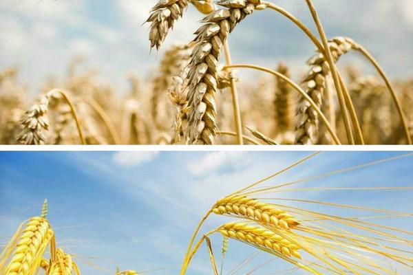 小麦和水稻的区别