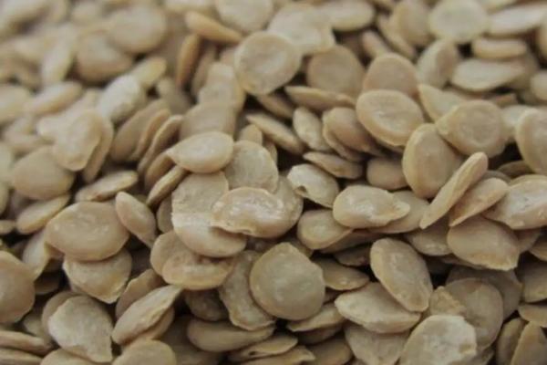 番茄种子育苗方法全过程,附番茄的品种