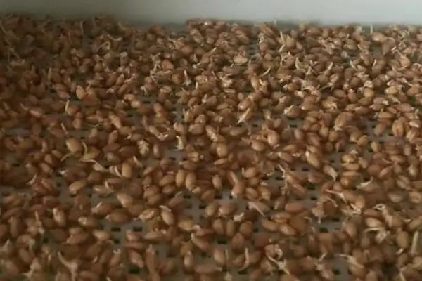 番茄种子育苗方法全过程,附番茄的品种