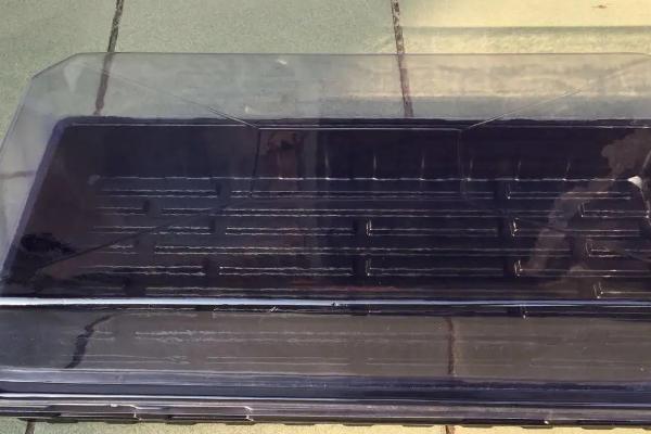 番茄种子育苗方法全过程,附番茄的品种