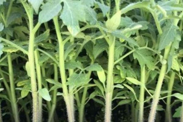 番茄种子育苗方法全过程,附番茄的品种