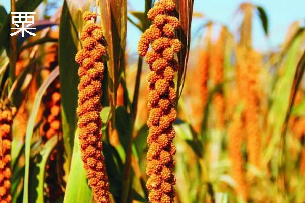 水稻和粟的区别