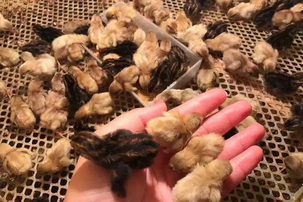 芦丁鸡公母怎么区分，附养殖方法