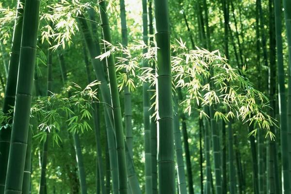 屋后山坡种植毛竹有利于山坡稳定吗，附种植方法和注意事项