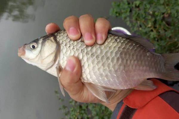 鲫鱼在脏水里能活吗，附养殖方法