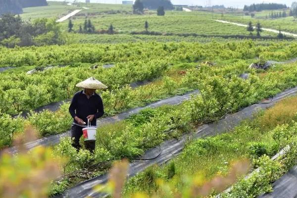 种蓝莓专用肥料,附蓝莓的种植方法
